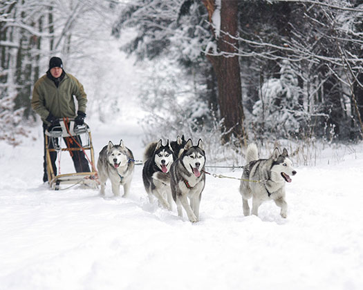 Schlittenhunde ziehen Schlitten durch den Schnee