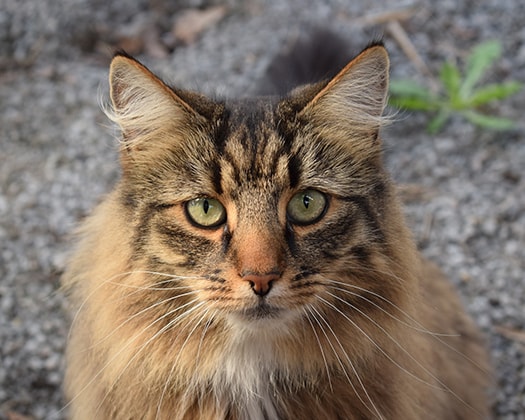 Norwegische Waldkatze