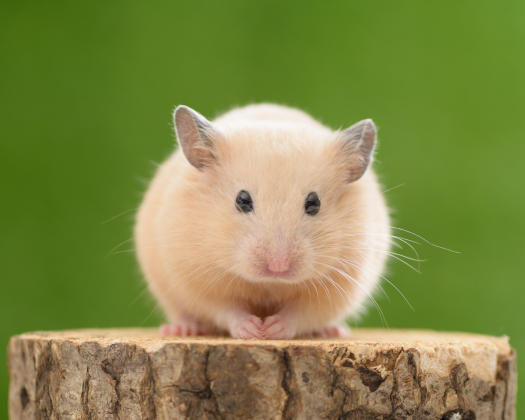 Ein Zwerghamster sitzt auf einem Baumstamm