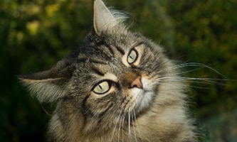 Norwegische Waldkatze im Dunkeln. Sie zählen zu den größten Hauskatzenarten der Welt.
