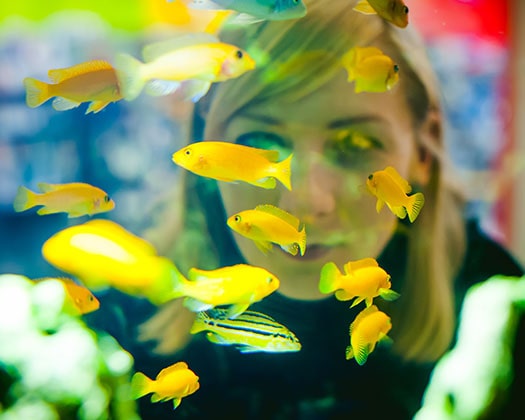 Gelbe Fische im Aquarium zu dem Thema Kindergarten-Aquarium
